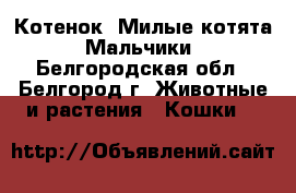 Котенок. Милые котята. Мальчики - Белгородская обл., Белгород г. Животные и растения » Кошки   
